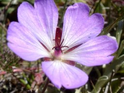 Geranium robustum flower with style